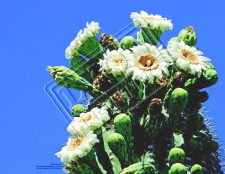 Desert cactus in bloom